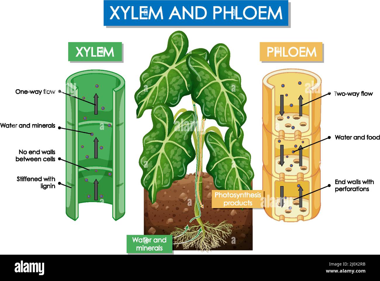 Diagram showing xylem and phloem plant illustration Stock Vector Image