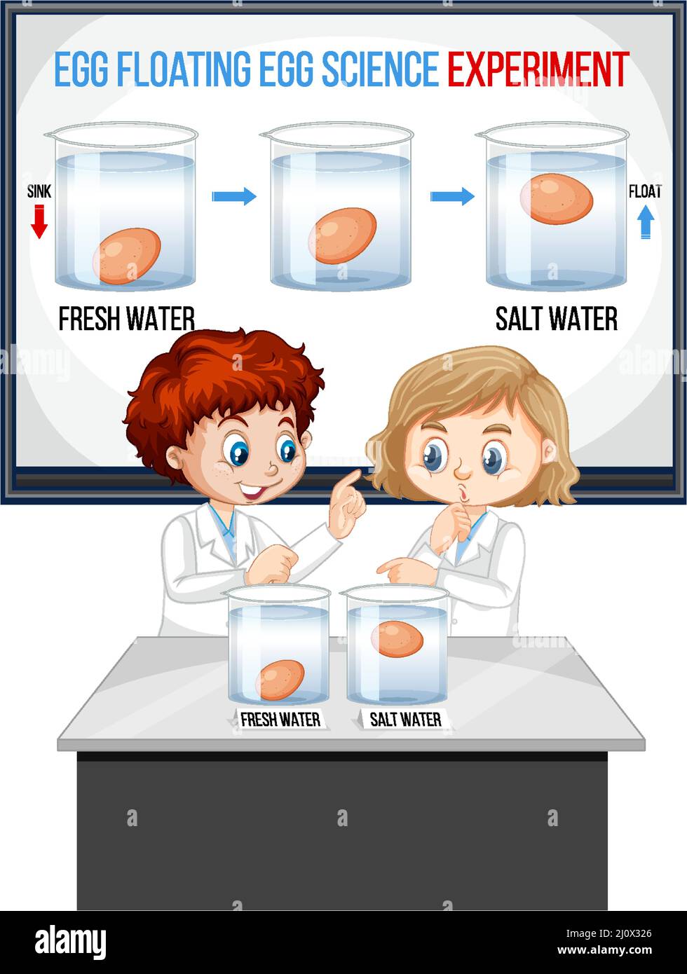 Egg floating experiment Stock Vector Images Alamy