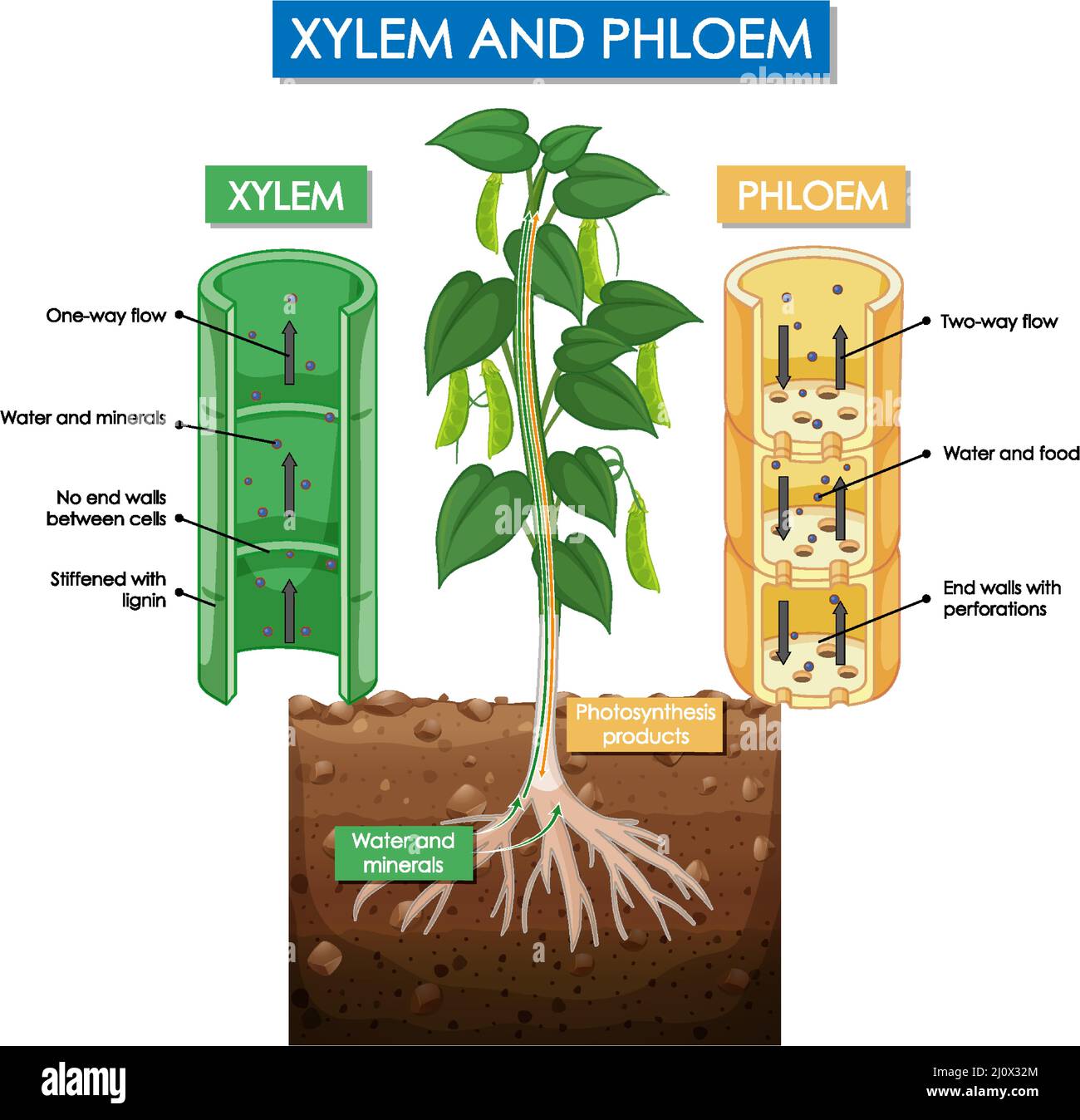 Diagram showing xylem and phloem plant illustration Stock Vector Image
