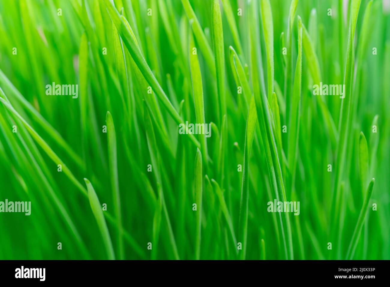 Young green plants in farm field. Agriculture. Cultivation of edible plants. Stock Photo