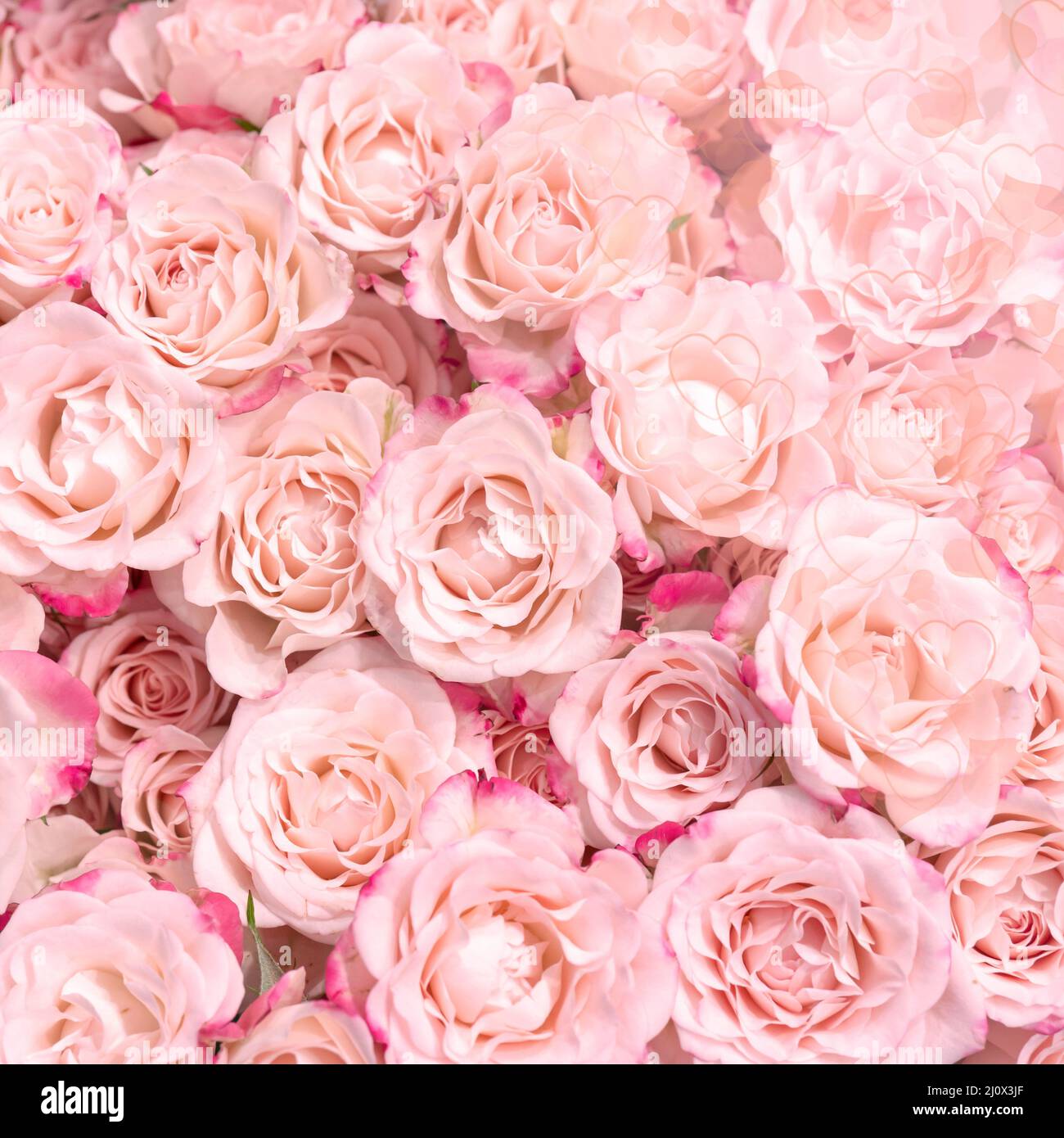 Delicate pink roses Stock Photo - Alamy