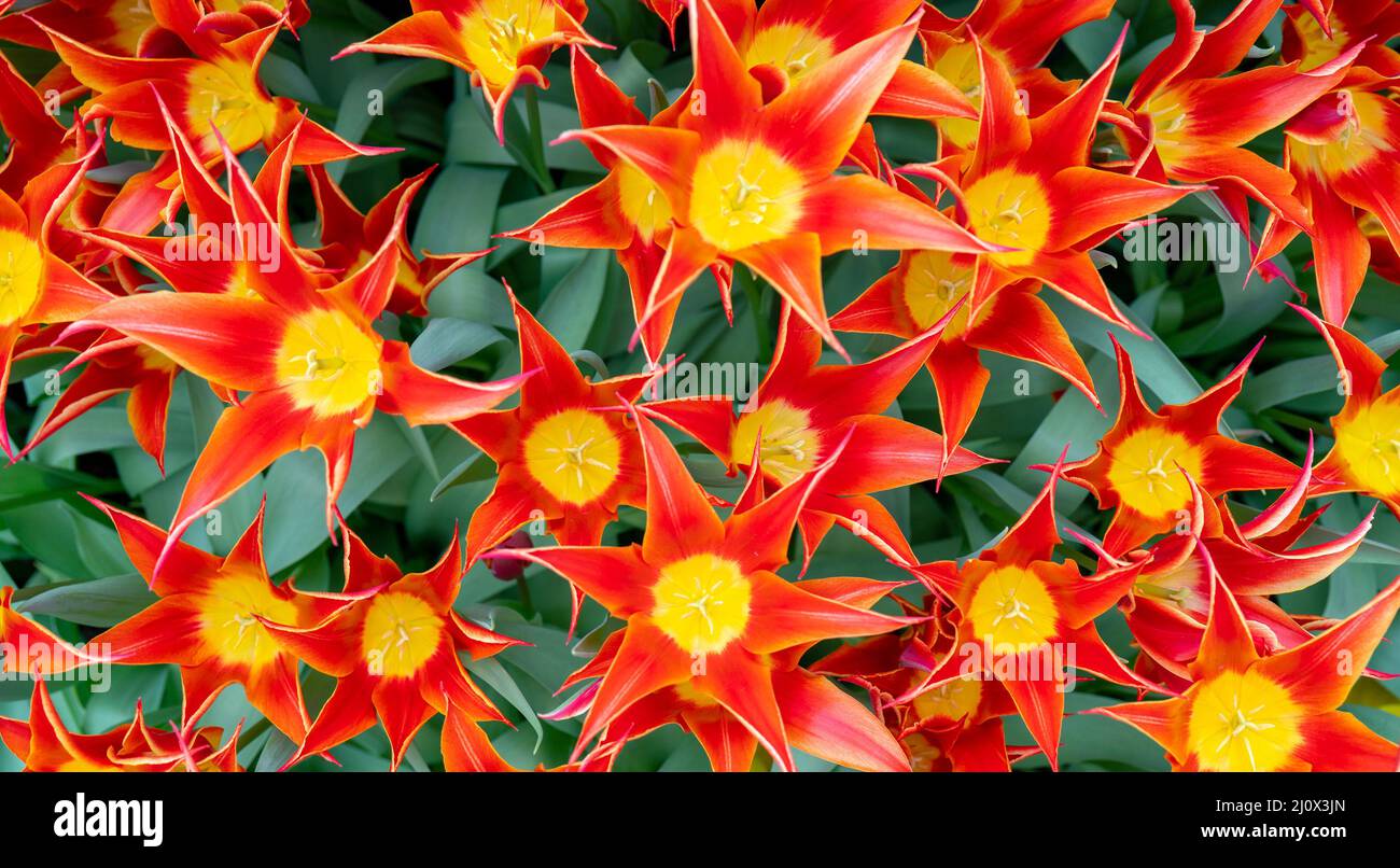 Beautiful red tulips Tulipa sprengeri. The beginning of the spring holidays. Background for greeting cards. Stock Photo