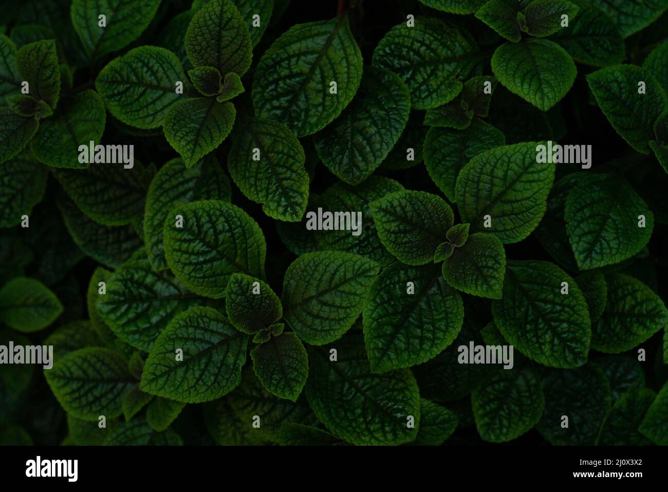Exotic green leaf plants hi-res stock photography and images - Alamy