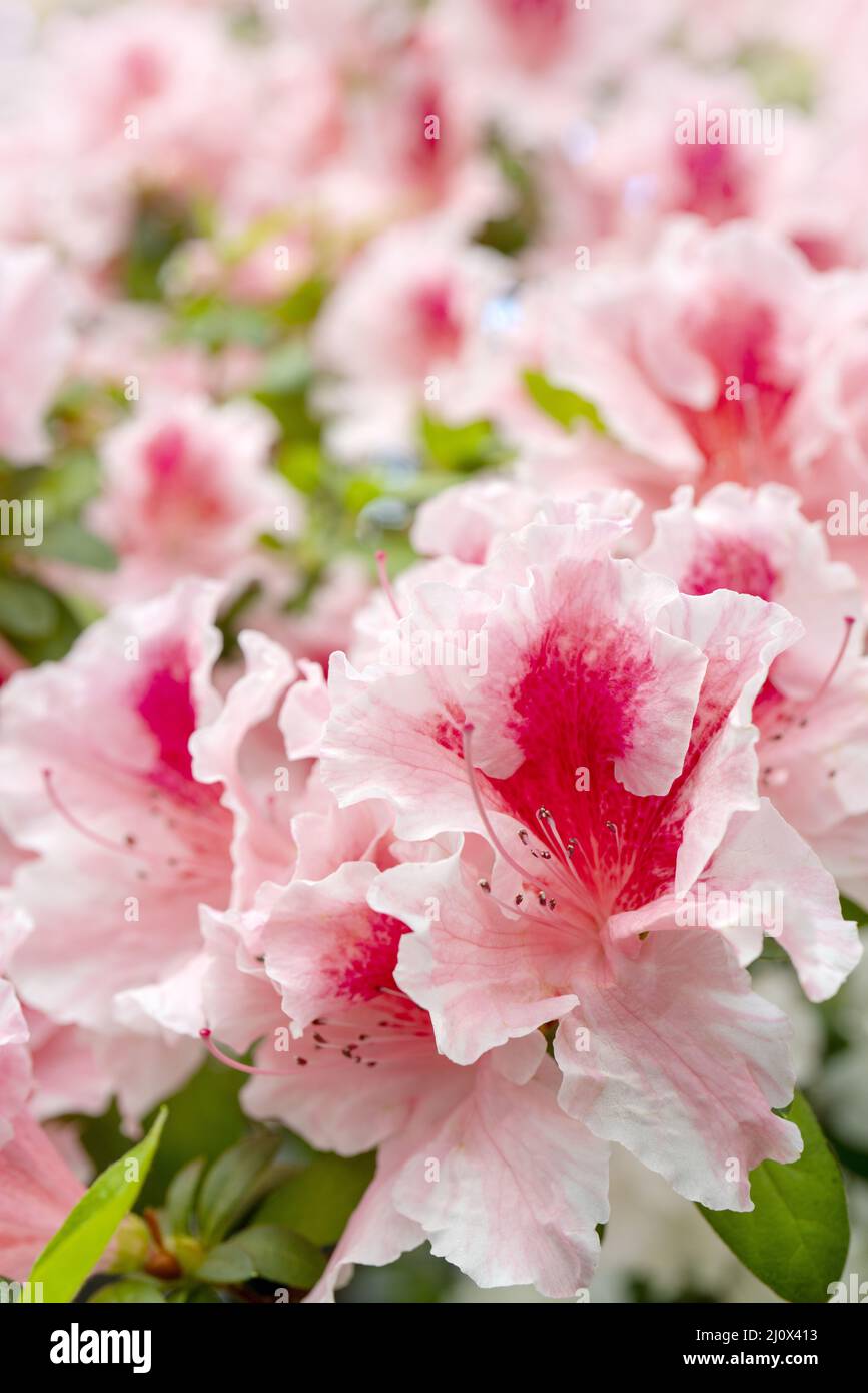 Blooming pink rhododendron (azalea), close-up, selective focus, copy space. Stock Photo