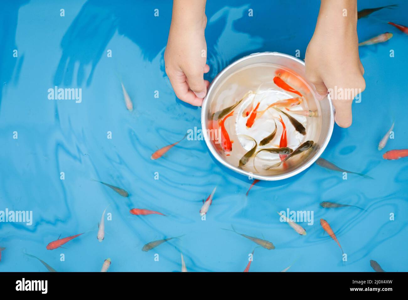 Goldfish, goldfish scooping, summer, summer - Stock