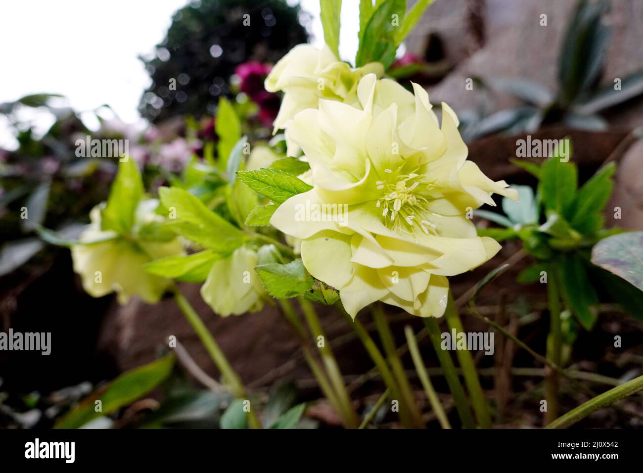 Hellebore (Helleborus sp.), also known as Christmas roses, snow roses or lentil roses Stock Photo