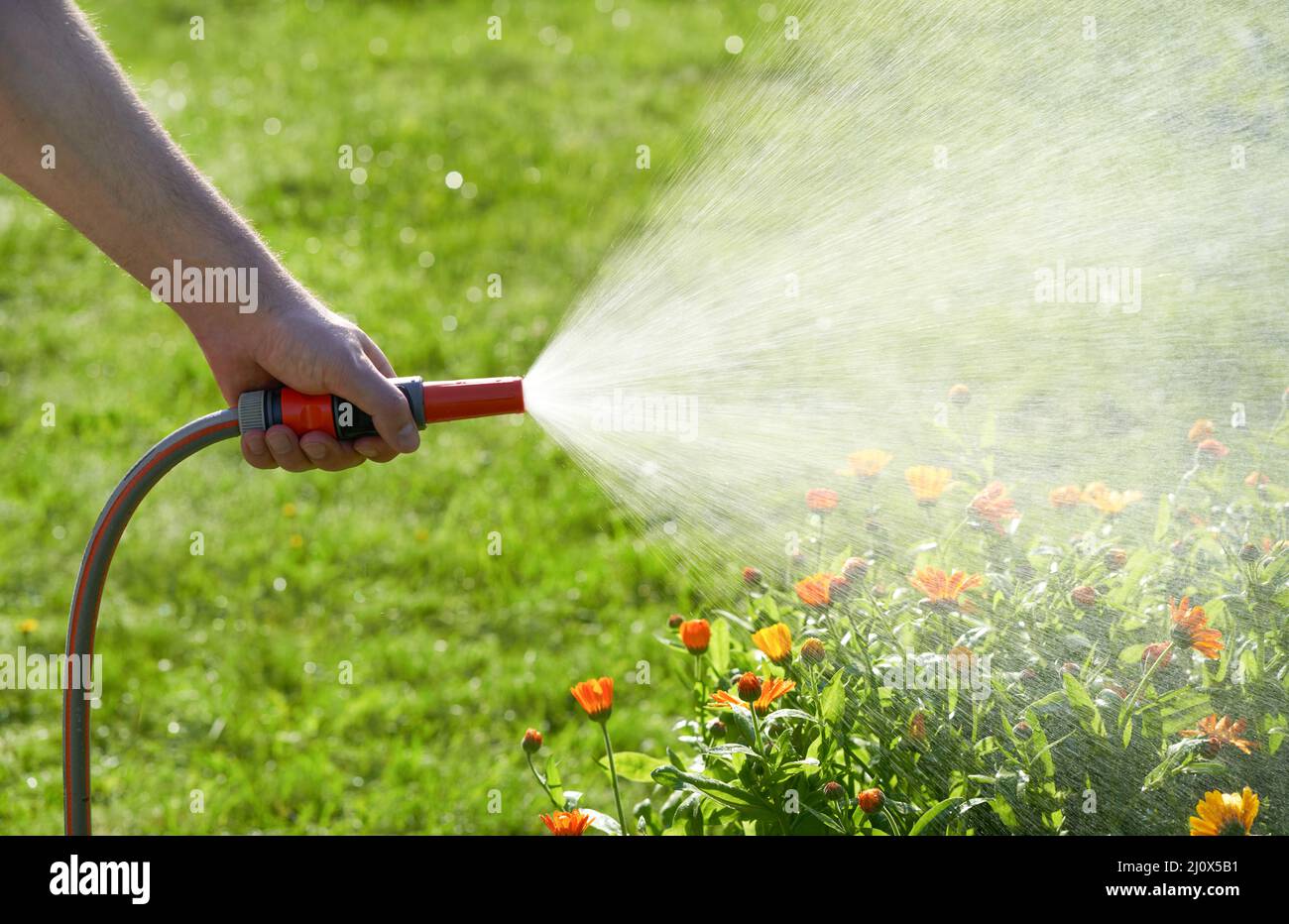 Unrecognizable person waters flowers and plants with hose in home garden Stock Photo