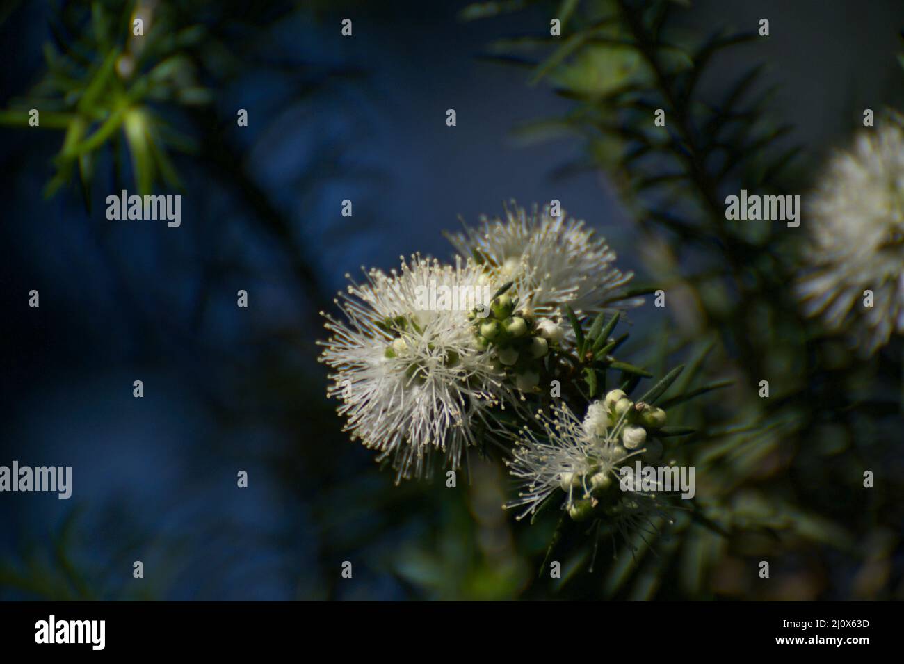 Burgan (Kunzea Ericoides) is easy to identify by the long stamens, which are popular with insects. Baluk Willam Flora Reserve in Belgrave South. Stock Photo