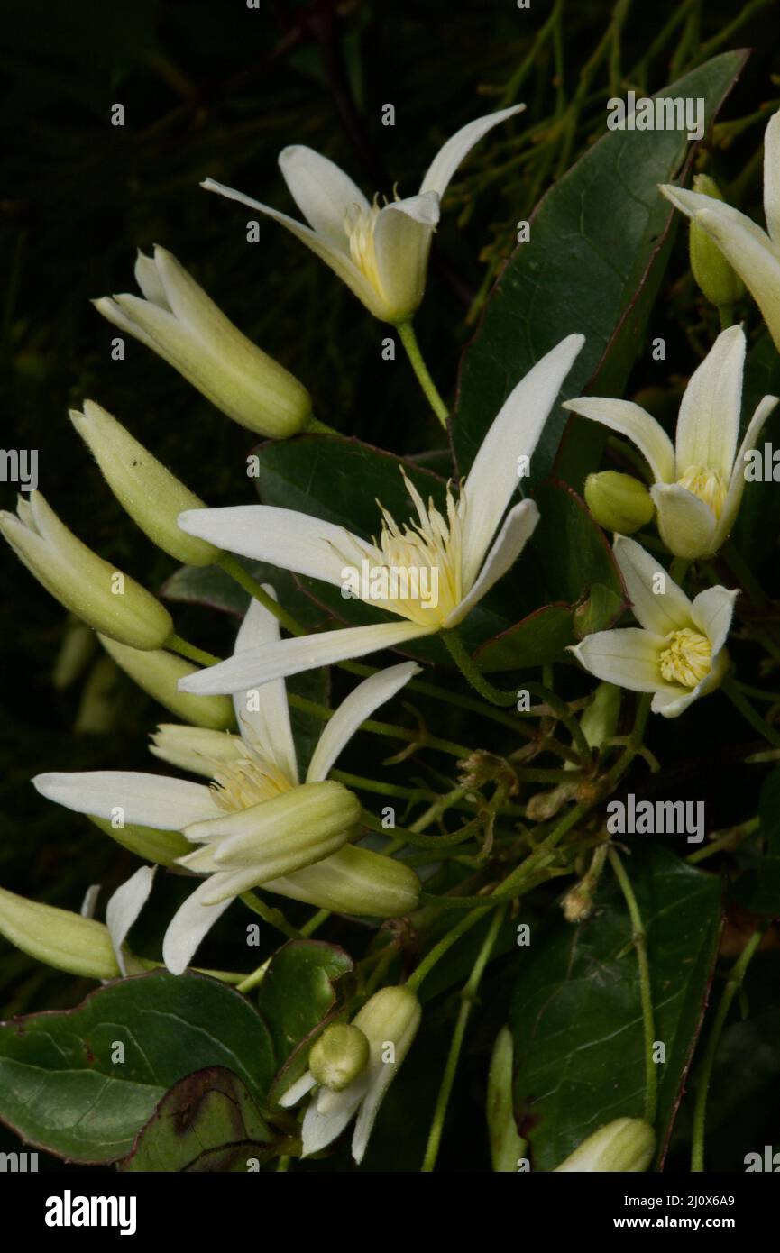 Australia has just one species of Clematis - Clematis Aristata, also known as Old Man's Beard, from the fluffy seed heads. Found at Blackburn Lake. Stock Photo