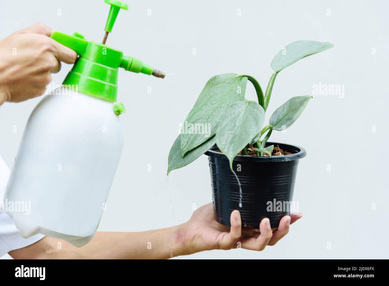 Spray the water to Little of Philodendron Silver Sword in the pot Stock Photo