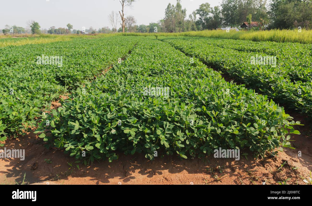 Organic peanuts farm with solar cell. Agricultural field on which grow up peanuts Stock Photo