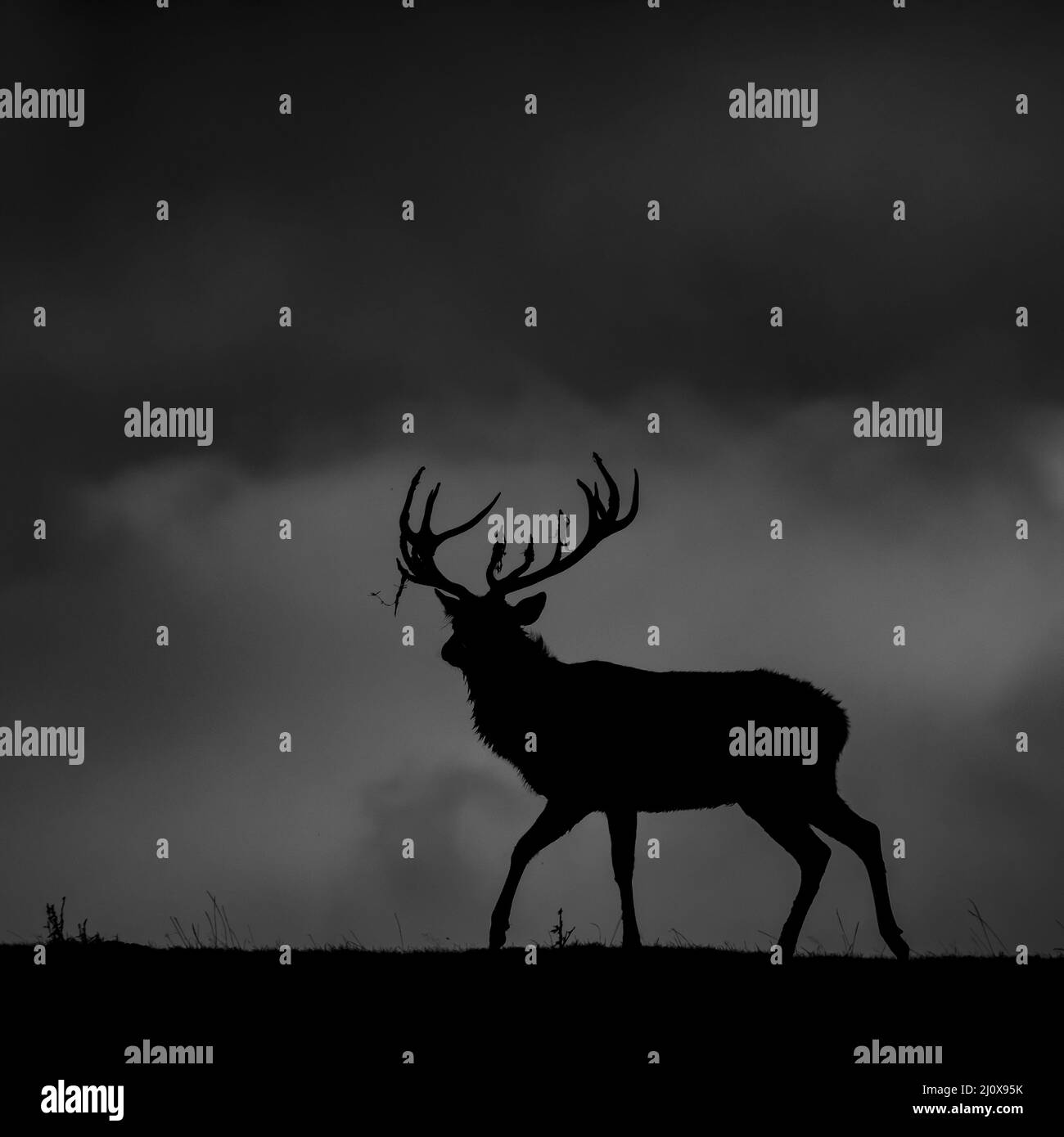 Black and white silhouette shot of a reindeer standing alone under a cloudy and dark sky Stock Photo