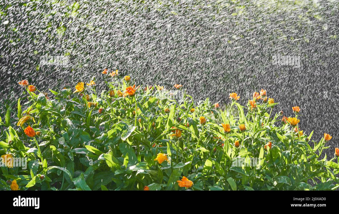 Rain in plants hires stock photography and images Alamy