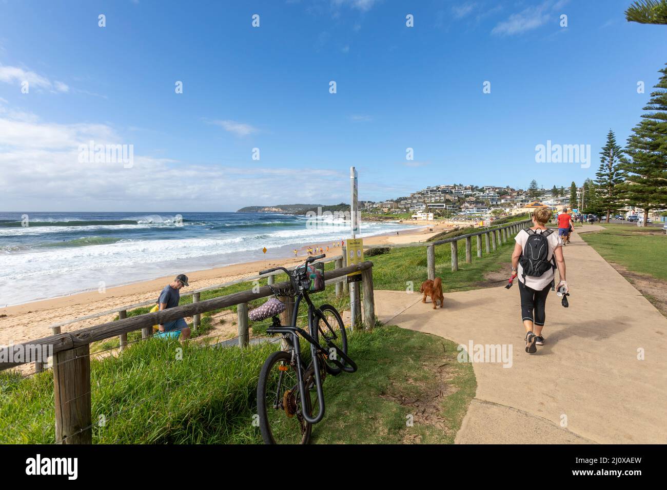 Part of the Dee Why to Manly coastal walking route along the east coast of Sydney,NSW,Australia on an autumn day, lady walking dog at curl curl beach Stock Photo
