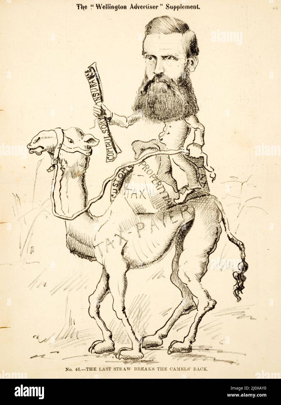 Sketch of the last straw that broke the camel's back before the 1881 general election in New Zealand, from a cartoon published in the Wellington Advertiser Supplement Stock Photo