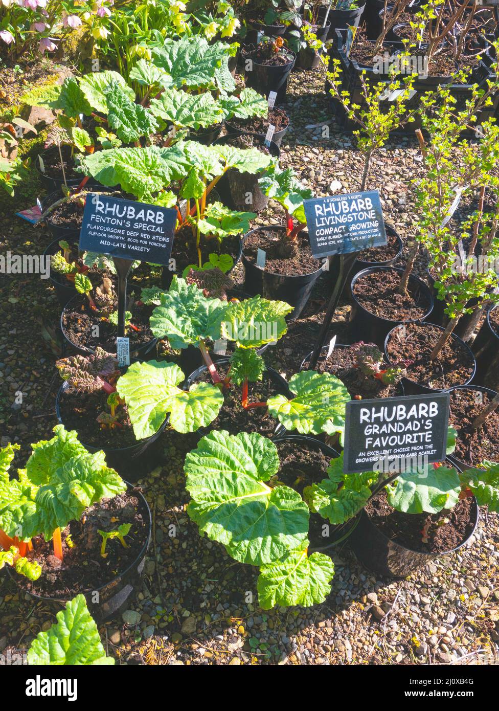 Garden Centre display of rhubarb plants of several varieties Rhubarb Livingstone, Grandads Favourite and Fentons special Stock Photo