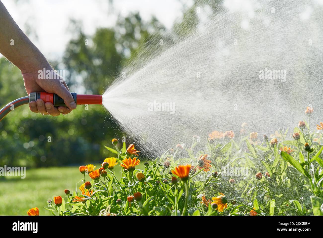 Unrecognizable person waters flowers and plants with hose in home garden Stock Photo