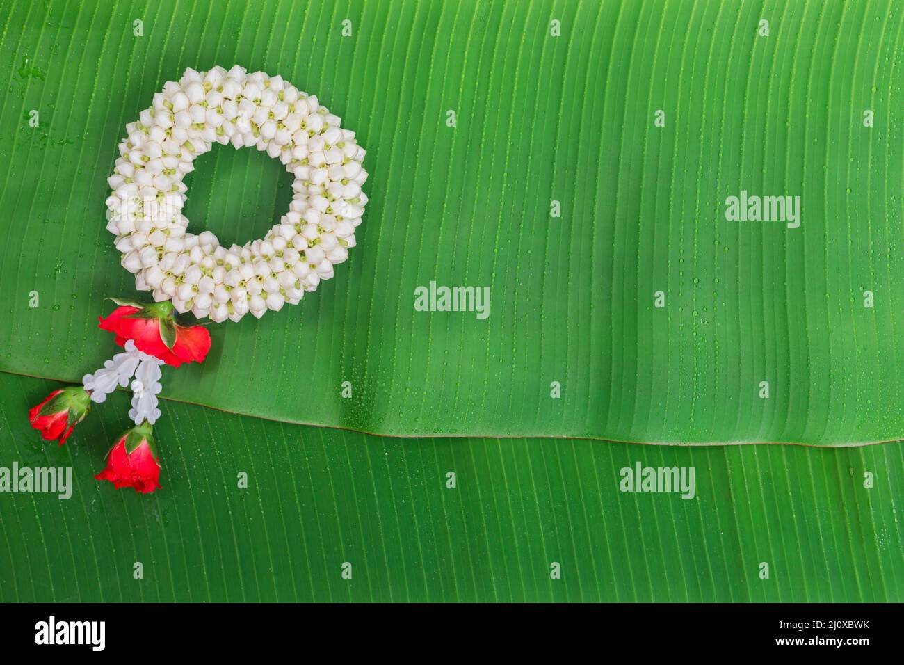 Songkran Festival background with jasmine garland on green banana leaf background Stock Photo
