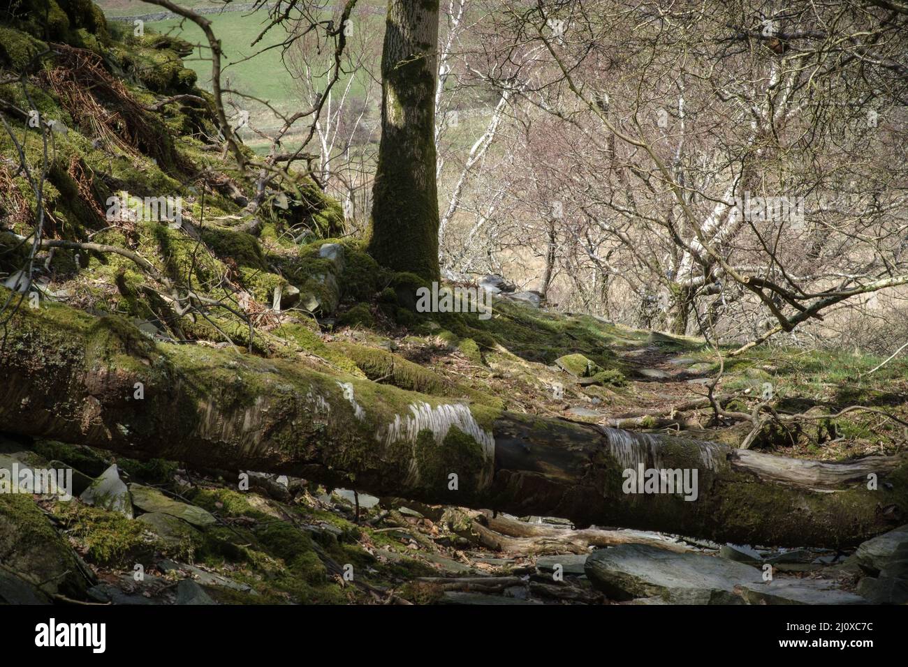 Beautiful forest landscape in little Langdale near Lake Coniston in the English lake district Stock Photo