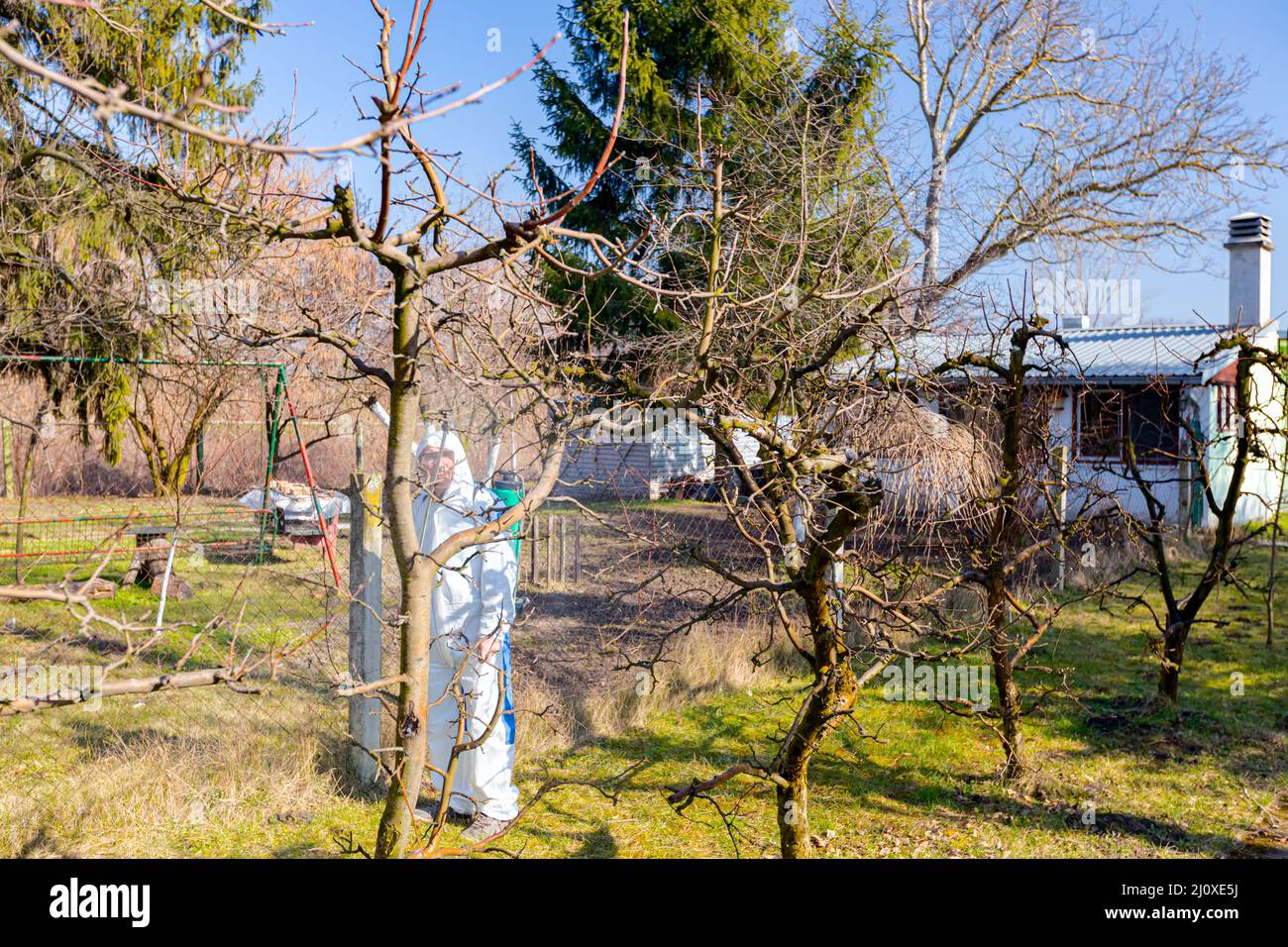Farmer in protective clothing sprays fruit trees in orchard using long