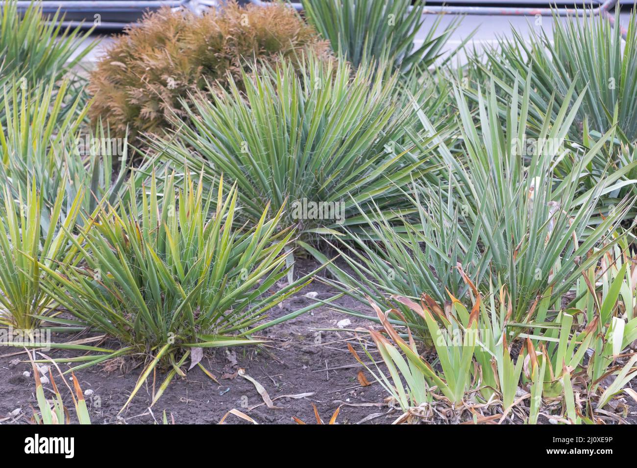 Selective focus shot of Yucca filamentosa plants in the garden. Concept for care Stock Photo