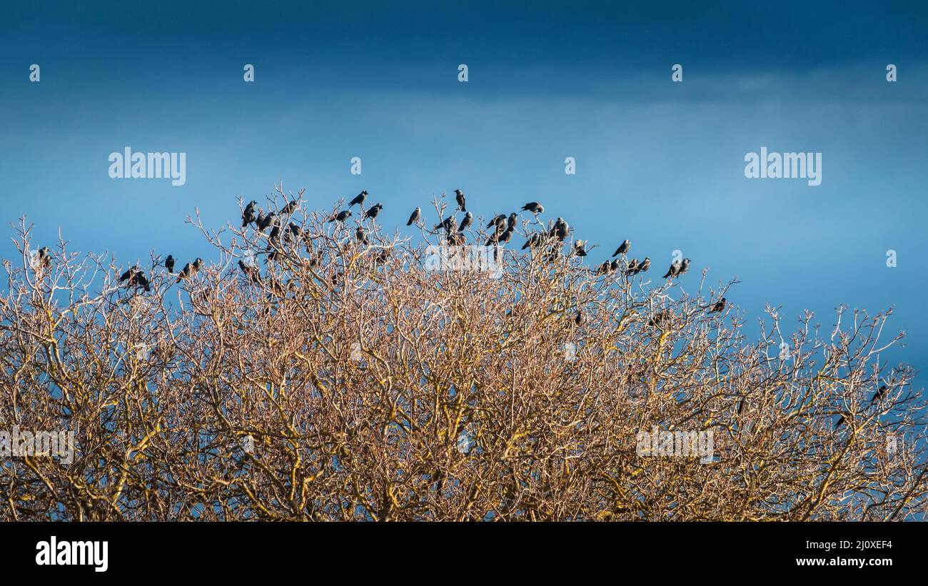 Jackdaws resting on a leafless bare tree in winter Stock Photo