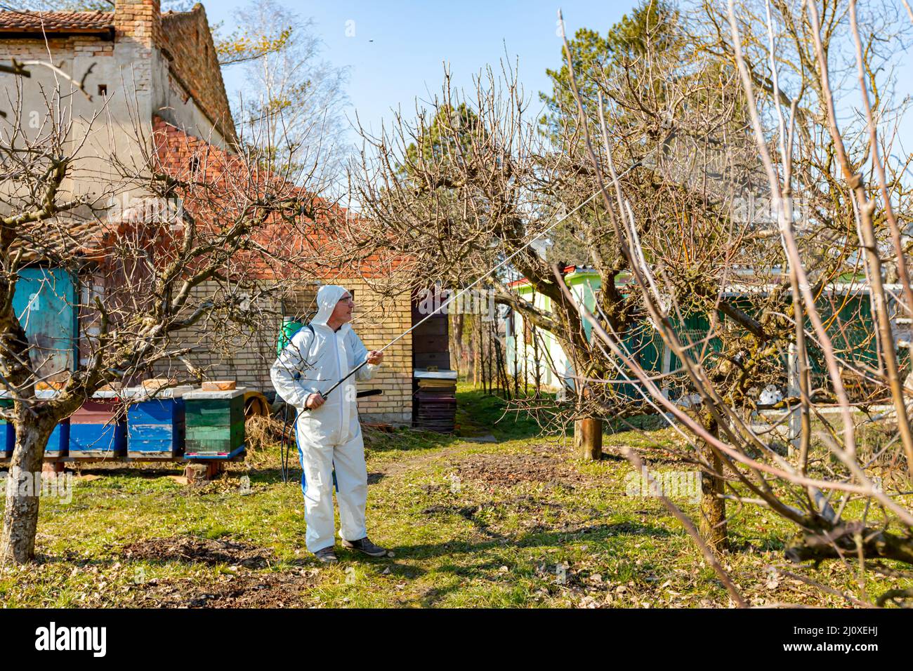 Farmer in protective clothing sprays fruit trees in orchard using long