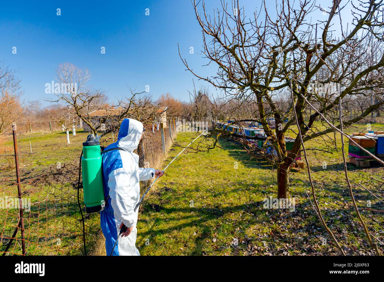 Farmer in protective clothing sprays fruit trees in orchard using long