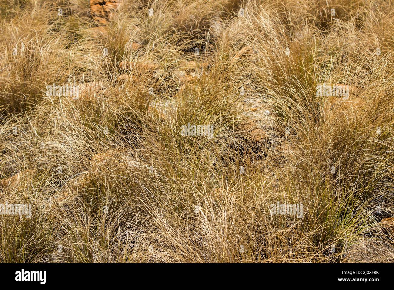 A tangle of Tussock grasses in the Magaliesberg Mountains of South Africa Stock Photo