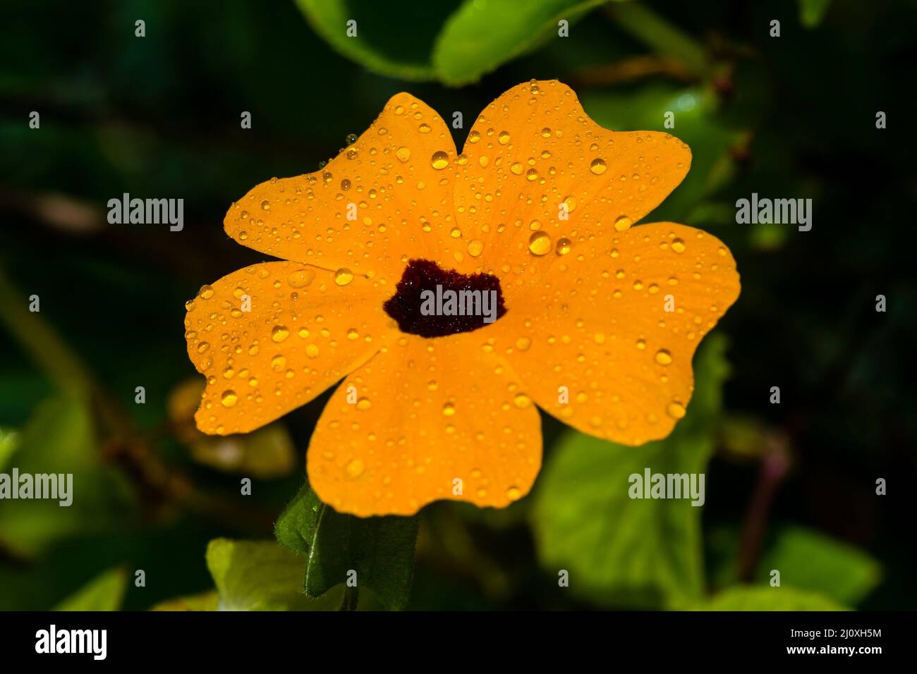 A blackeyed Susan vine Stock Photo Alamy