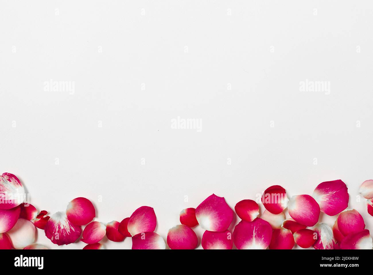 White rose petals scattered hi-res stock photography and images - Alamy