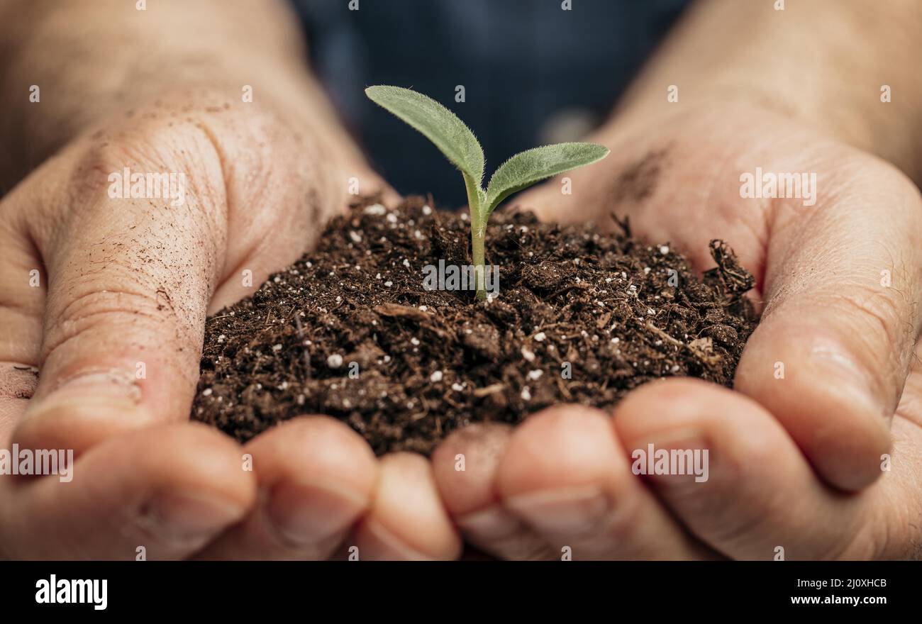 Close up male hands holding soil little plant. High quality beautiful