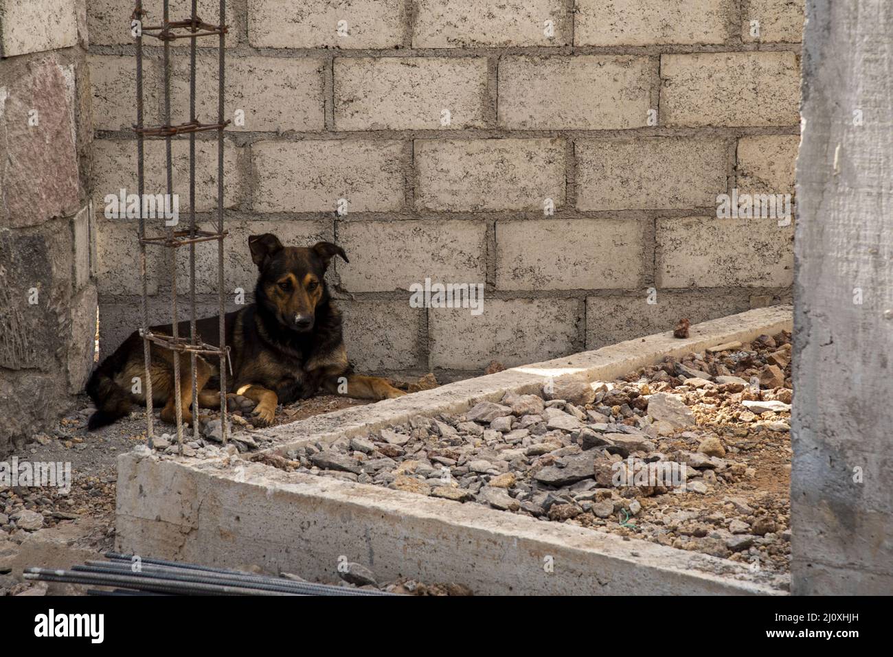 Cute dog lying on a concrete ground during the daytime Stock Photo - Alamy