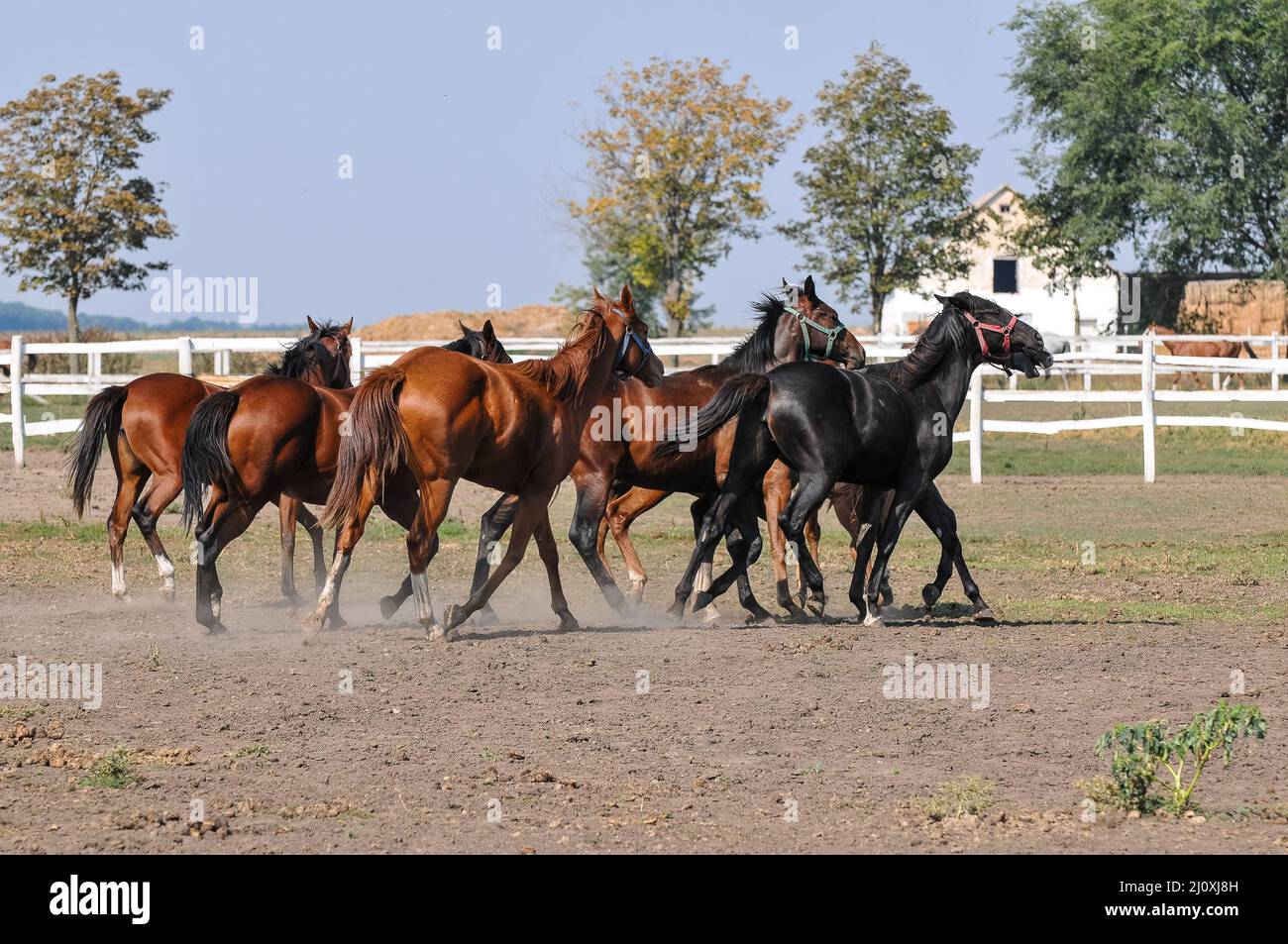 Group of horses running in a corral Stock Photo Alamy