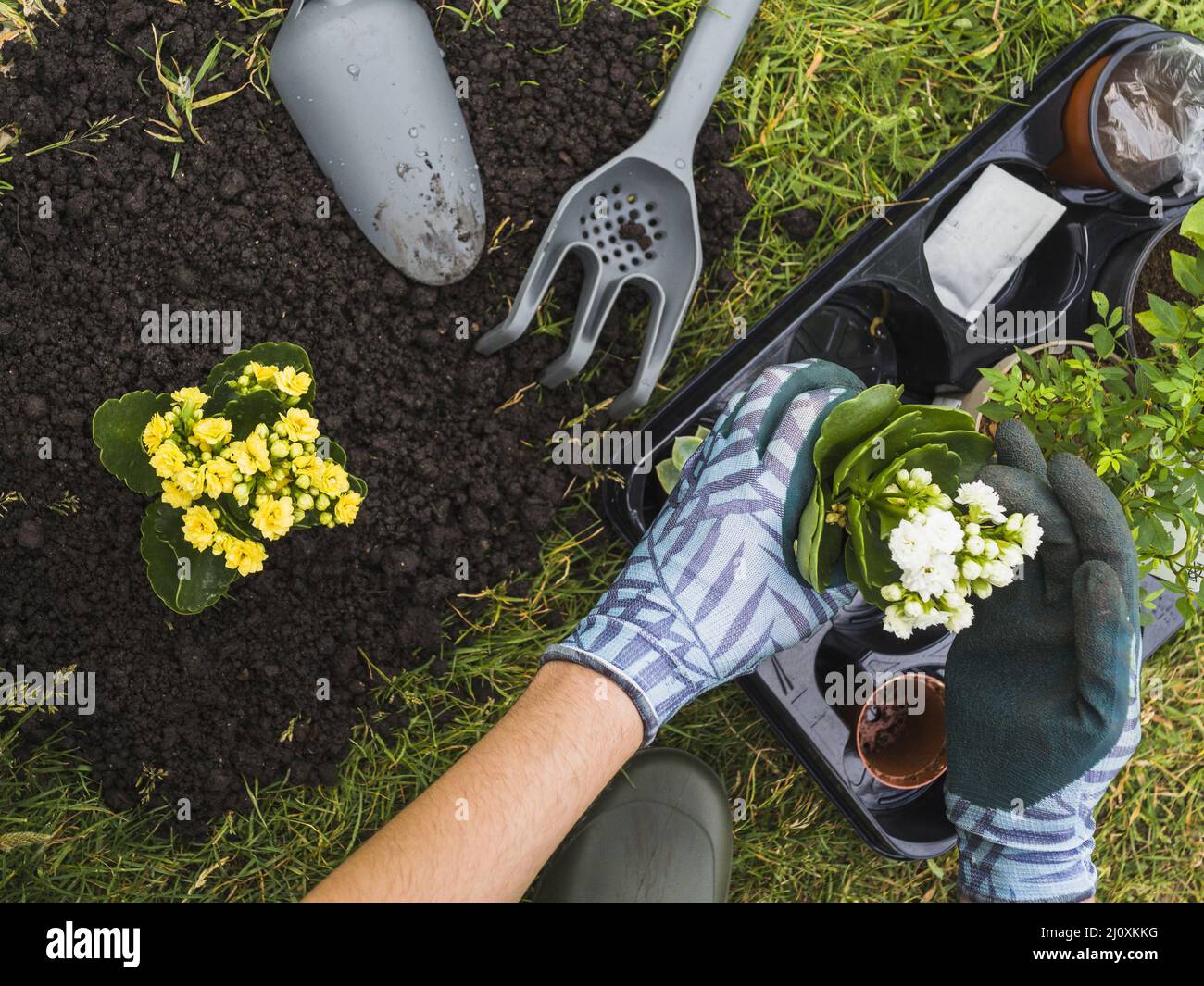 Overhead view hand holding small fresh potted plant. High quality beautiful photo concept Stock Photo