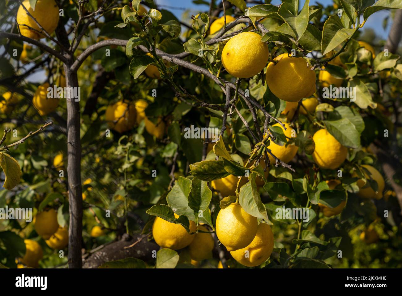 Many organic lemons ripening and hanging from the branches of a healthy ...