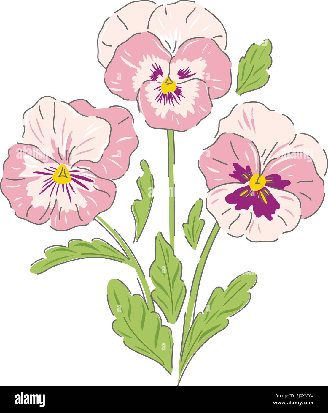 Pansy spring flower botanical hand drawn vector illustration isolated
