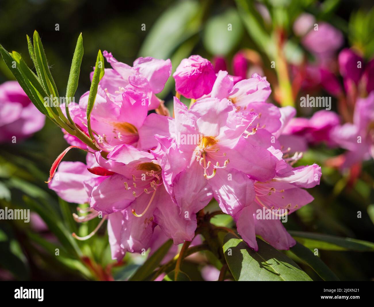 Purple flowers of rhododendron outdoors in the Park on a Sunny day on dark toning background Stock Photo