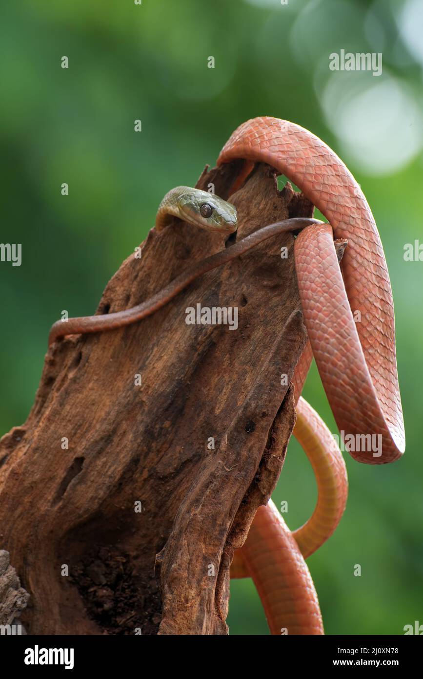 Black-Headed Cat Snake ( Boiga nigriceps ) coiled around tree trunk Stock Photo