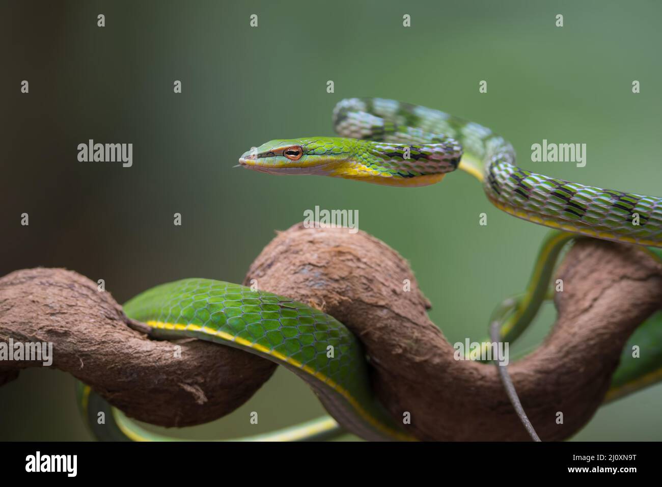 Close up photo of Asian vine snake on the tree branch Stock Photo - Alamy