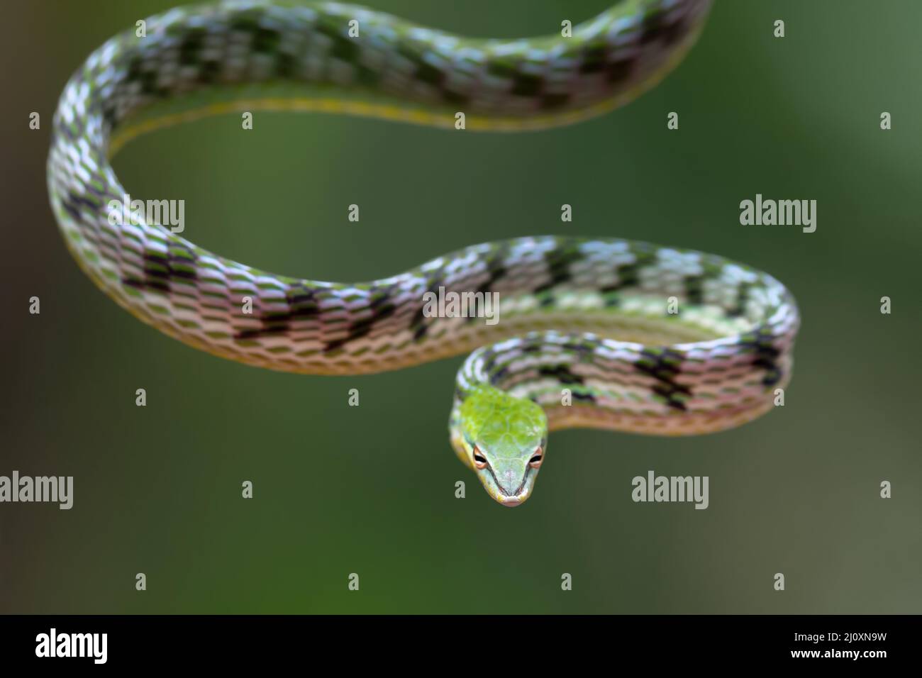 Close up photo of Asian vine snake on the tree branch Stock Photo