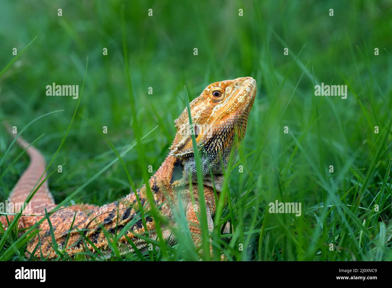 Pogona vitticeps,Bearded dragon from australia Stock Photo Alamy