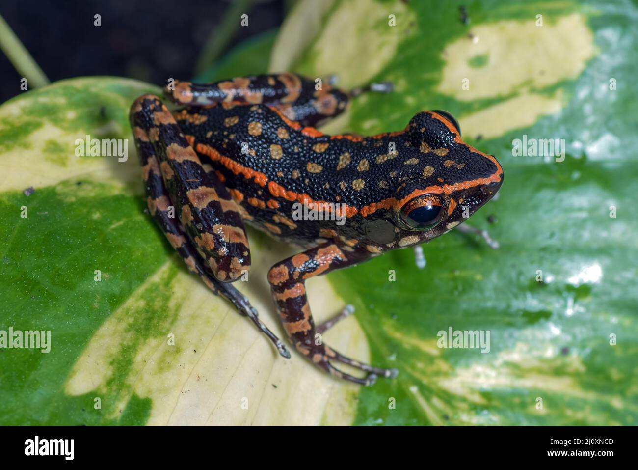 Spotted stream frog sitting in the leaf Stock Photo