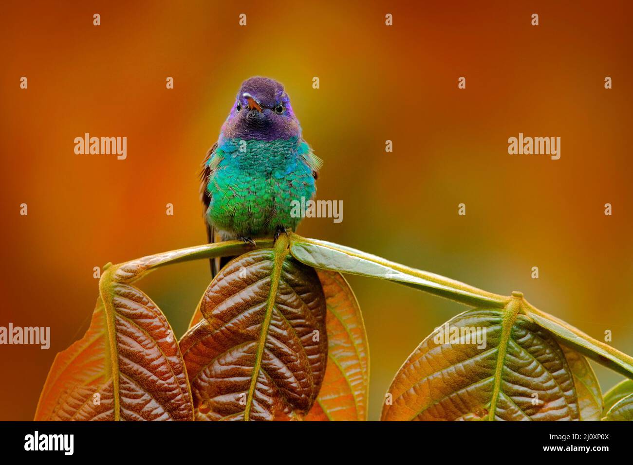 Blue head hummingbird. Golden-tailed Sapphire, Chrysuronia oenone, Sumaco Napo-Galeras National Park in Ecuador. Green blue head hummingbird sitting o Stock Photo