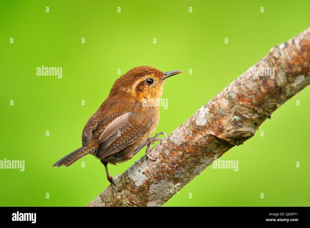 Small Wren Mountain wren, Troglodytes solstitialis, Sumaco in Ecuador. Small tiny ...