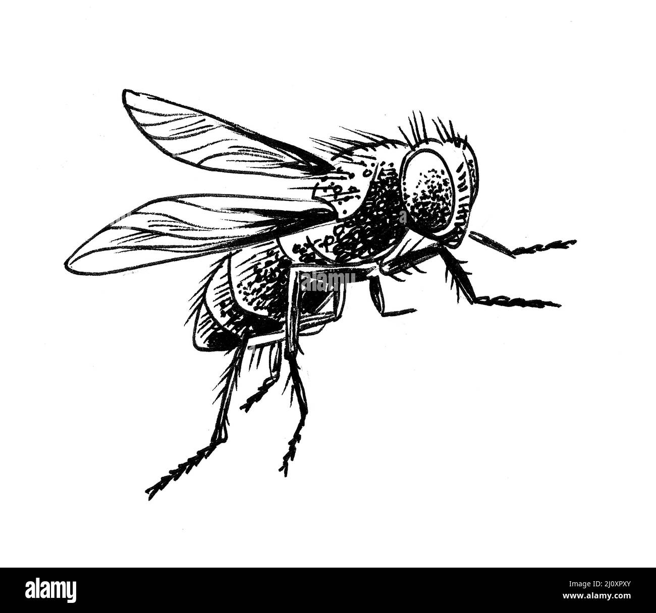 How to Draw a Fly  Easy Drawing Art  Fly drawing Bugs drawing Cute fly  drawing