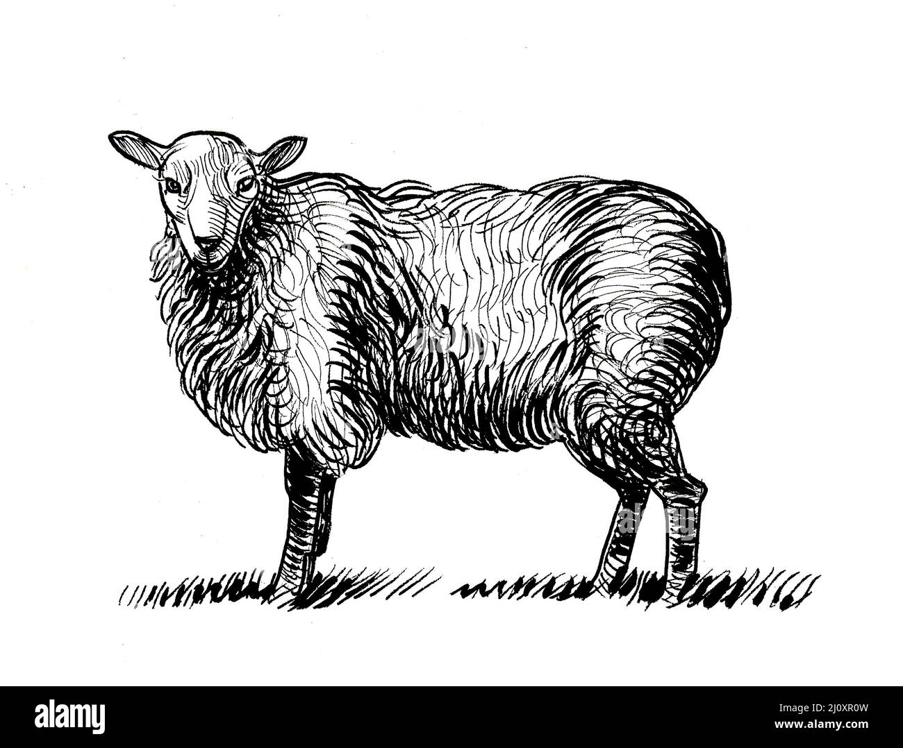 Sheep animal head. Ink black and white drawing Stock Photo Alamy
