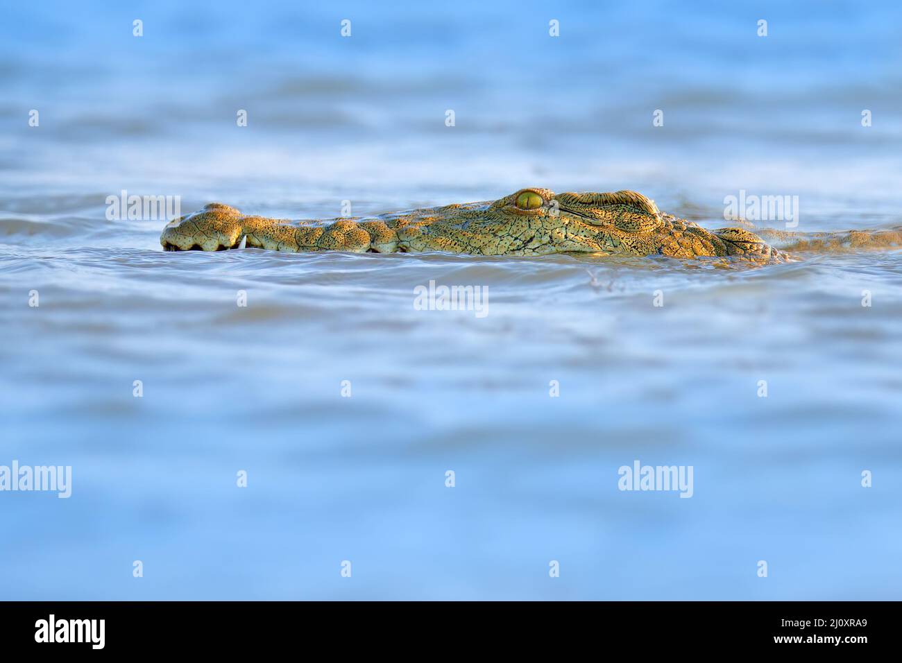 Crocodile with beautiful evening light. Nile crocodile, Crocodylus niloticus, with open muzzle, in the river bank, Okavango delta, Moremi, Botswana. W Stock Photo