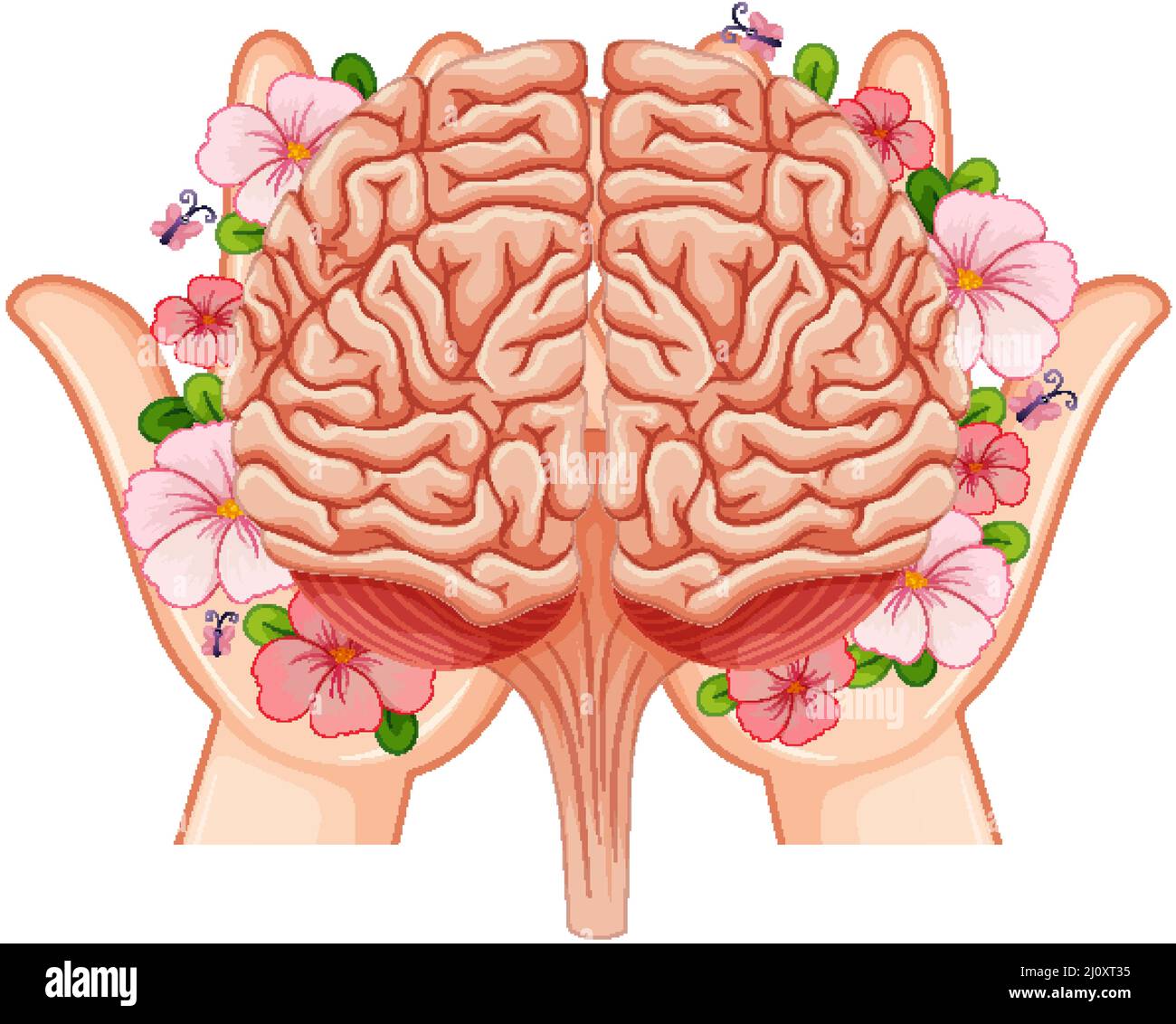 Human brain in hands illustration Stock Vector Image & Art - Alamy