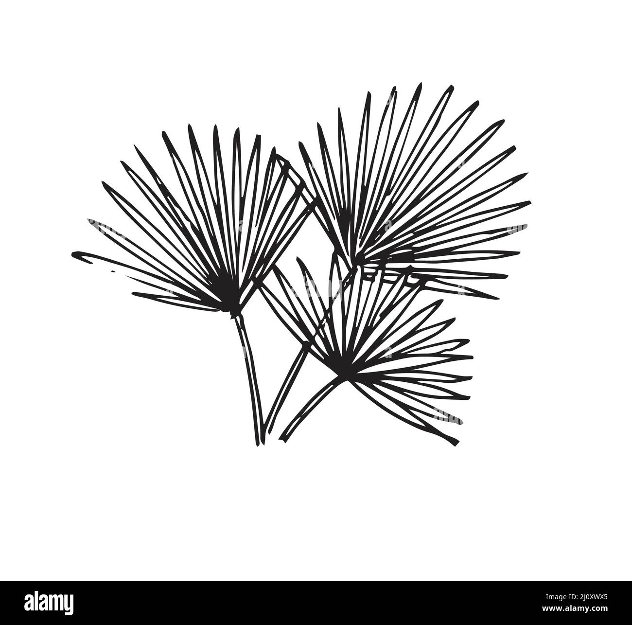 Sprawling wild grass bush. Tropical plant. Hand drawing outline. Sketch
